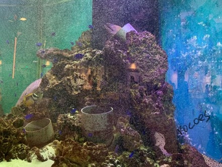 水族照明, 深海鱼缸用, 岳华展